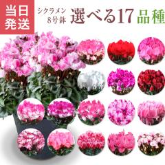 VN A 8 Mtg v[g   Ԕ ߂  8   v}[W }JVR W[i 