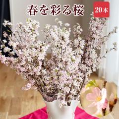 [   20{ ԑ ؉  TN  ̂  t[Mtg Ε  }t  a j ʉ ԃM