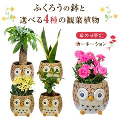 �t�N���E �ӂ��낤 �u�� �� �ϗt�A�� ������ �V�N������ �K�W���}�� �p�L�� �T���X�x���A �~�j �J�����R�G �~�j�ϗt�A�� ���A�� �Ԕ� ��