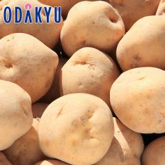 �H�̖��o ���ʔ̔��� �k�C���Y���������� L�`2L�T�C�Y 10kg �b9�����{�ȍ~�������͂�������E�����ւ͓͕s��(��)