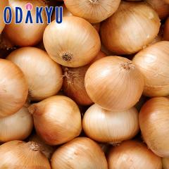 �H�̖��o ���ʔ̔��� �ʂ˂� L�T�C�Y 10kg �b9�����{�ȍ~�������͂�������E�����ւ͓͕s��(��)