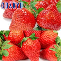 ������ �������� �������Y �������܂��� �� ���ꌧ�Y ���������� �H�ה�� ��0.5kg A�i�ȏ� �b7-12�����x�ł̂��͂�������E�����ւ͓͕s