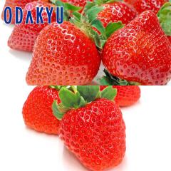 ������ �������� �Z���ȊÂ��ƍ���̋��� �������Y �������܂��� �� �F�{���Y �Ђ̂����� �H�ה�� ��0.5kg A�i�ȏ� �b7-12�����x�ł̂�