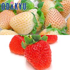 ������ �������� ���ƐԂ��D��Ȃ��ґ�Ȗ��킢 �F�{���Y �Ђ̂����� �� ���ꌧ�Y�ق� �W�� �H�ה�� ��0.5kg A�i�ȏ� �b7-12�����x�ł�