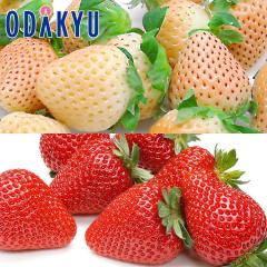 ������ �������� ���ƐԂ̃n�[���j�[ �W�� �� �Ƃ������� �H�ה�� ��0.5kg A�i�ȏ� �b7-12�����x�ł̂��͂�������E�����ւ͓͕s��(��)