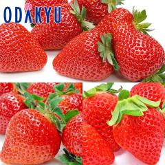 ������ �������� 3��Y�n�������� �Ƃ������� �E ���܂��� �E �䂤�ׂ� ��0.7kg A�i�ȏ� �b7-12�����x�ł̂��͂�������E�����ւ͓͕s��(