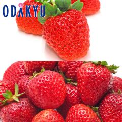 ������ �������� �F�{���e�r�Y �Ђ̂����� ���� �� ��ʌ��Y ���܂�� A�i�ȏ� ��0.5kg �b7-12�����x�ł̂��͂�������E�����ւ͓͕s��(