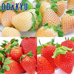 ������ �������� ��B�������O���p�[�g2 ��0.7kg A�i�ȏ� �b7-12�����x�ł̂��͂�������E�����ւ͓͕s��(��)