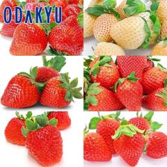 ������ �������� ��B�������O��1 �� 2 ��1.4kg A�i�ȏ� �b7-12�����x�ł̂��͂�������E�����ւ͓͕s��(��)