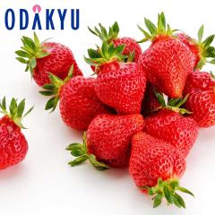 ������ �������� �������� ����100�Z�b�g �������Y �������܂��� 4�p�b�N�Z�b�g ��1kg A�i�ȏ� �b7-12�����x�ł̂��͂�������E�����ւ�