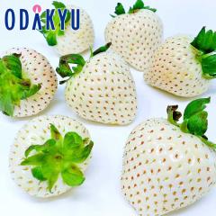 ������ �������� ����̔� ���ꌧ�Y �X�m�[�x���[���� �������� 9�`15������ ��0.7kg �b7-12�����x�ł̂��͂�������E�����ւ͓͕s��(��)