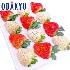 ������ �������� ����̔� ���ꌧ�Y �X�m�[�x���[���� �g���������Z�b�g ��0.7kg �b7-12�����x�ł̂��͂�������E�����ւ͓͕s��(��)