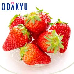 ������ �������� �N�₩�ȊÂ݂ƋP�� �É����Y �g�ق��� 9�`15������ ��0.7kg �b7-12�����x�ł̂��͂�������E�����ւ͓͕s��(��)