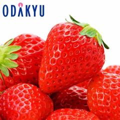 ������ �������� �I���W�i���i�� ��錧�Y ���΂�L�b�X ��0.7kg �b7-12�����x�ł̂��͂�������E�����ւ͓͕s��(��)