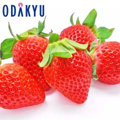 ������ �������� �I���W�i���i�� �F�{���Y �䂤�ׂ� ��0.5kg A�i�ȏ� �b7-12�����x�ł̂��͂�������E�����ւ͓͕s��(��)