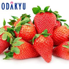 ������ �������� �����ڂɂ������� ���ꌧ�Y ���������� ��0.5kg A�i�ȏ� �b7-12�����x�ł̂��͂�������E�����ւ͓͕s��(��)