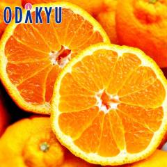 �݂��� �������� ��j�E���j�D�K�i �F�{���Y�f�R�|�� ��4.8kg �D�ȏ� �b7-12�����x�ł̂��͂�������E�����ւ͓͕s��(��)