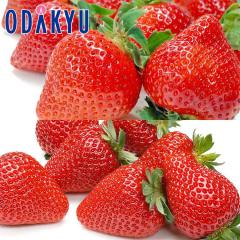 ������ �������� �������Y ���܂��� �� ��錧�Y�ق� �Ƃ����Ƃ� �H�ה�׃Z�b�g ��0.5kg A�i�ȏ� �b7-12�����x�ł̂��͂�������E������