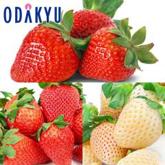 ������ �������� �Ƃ�̂��t�@�~���[ ��߂̂� �E ���������� �E �W�� ��0.7kg A�i�ȏ� �b7-12�����x�ł̂��͂�������E�����ւ͓͕s��(