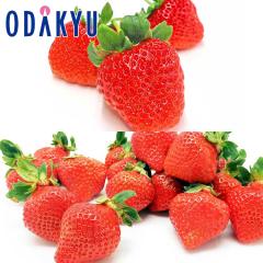 ������ �������� �v���~�A�� �F�{���e�r�Y �Ђ̂����� �� �������Y ���܂���EX ��1.1kg �b7-12�����x�ł̂��͂�������E�����ւ͓͕s��(