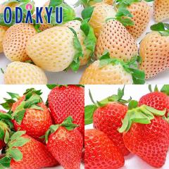 ������ �������� ��B�������O���p�[�gII ��0.7kg A�i�ȏ� �b7-12�����x�ł̂��͂�������E�����ւ͓͕s��(��)