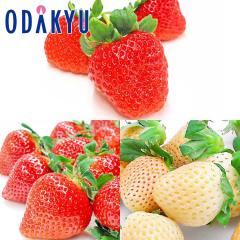 ������ �������� ��B�������O���v���~�A�� ��1.7kg �b7-12�����x�ł̂��͂�������E�����ւ͓͕s��(��)