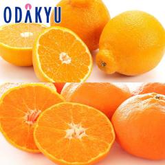 �݂��� �������� �f�R�|�� �� �Õ� 2���̂������ߊ��k ��1.4kg �G �b7-12�����x�ł̂��͂�������E�����ւ͓͕s��(��)