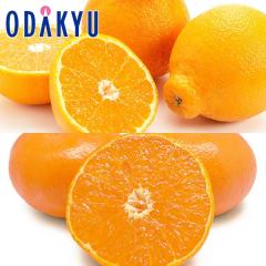 �݂��� �������� ���������� ����100�Z�b�g �f�R�|�� �� �͂܂��� ��2.8kg �b7-12�����x�ł̂��͂�������E�����ւ͓͕s��(��)