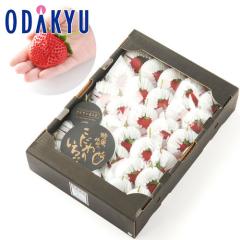 ������ �������� ����̔� �F�{���e�r�Y �����g�p �Ђ̂����� ��0.7kg ���� �b7-12�����x�ł̂��͂�������E�����ւ͓͕s��(��)