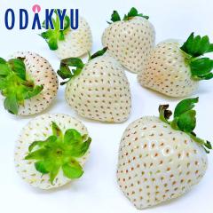 ������ �������� ����̔� ���ꌧ�X�m�[�x���[���� ��������9�`15������ ��0.7kg �b7-12�����x�ł̂��͂�������E�����ւ͓͕s��(��)