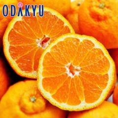 �݂��� �������� �f�R�|���̐i���n �F�{���Y ��̖L 7�ʁ`9�ʋl�� ��2.4kg �G �b7-12�����x�ł̂��͂�������E�����ւ͓͕s��(��)