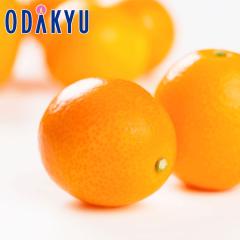 ���񂩂� �������� ���x18�x�ȏ� �{�茧�Y ���n���� ���܂��� �G�N�Z�����g ��1kg �G �b7-12�����x�ł̂��͂�������E�����ւ͓͕s��(��)