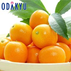 ���񂩂� �������� ���x18�x�ȏ� �F�{���Y ���n���� ������ ��1.5kg �G �b7-12�����x�ł̂��͂�������E�����ւ͓͕s��(��)