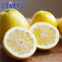 �݂��� �������� ���������� �F�{���Y �p�[���� 3kg 5�`8�� �b7-12�����x�ł̂��͂�������E�����ւ͓͕s��(��)