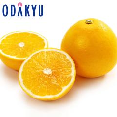 �݂��� �������� ���Q���Y ������ 3kg 6�`11�� �b7-12�����x�ł̂��͂�������E�����ւ͓͕s��(��)