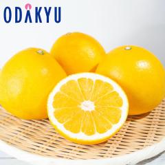 �݂��� �������� ���������� �F�{���Y �W���[�V�[�I�����W 3kg 6�`11�� �b7-12�����x�ł̂��͂�������E�����ւ͓͕s��(��)