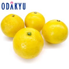 �݂��� �������� ���Q�Y�j���[�T�}�[�I�����W 2.5kg 8�`12�ʁb3�����{�ȍ~�̂��͂�������E�����ւ͓͕s��(��)