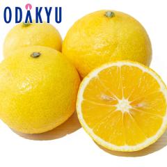 �݂��� �������� �_�ސ쌧�Y �Ó�S�[���h 1kg 10�`15�� �b7-12�����x�ł̂��͂�������E�����ւ͓͕s��(��)