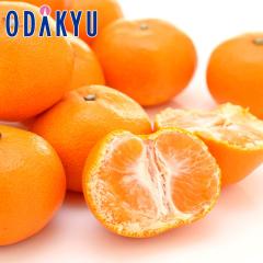 �݂��� �������� ���������� ���o���݂���H�ה�� ��3kg �b7-12�����x�ł̂��͂�������E�����ւ͓͕s��(��)