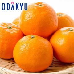 �݂��� �������� ���������� ���Q���Y �퐶�g 3kg 6�ʁ`12�� �b7-12�����x�ł̂��͂�������E�����ւ͓͕s��(��)