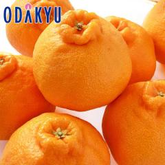 �݂��� �������� �F�{���Y �f�R�|�� 270g�ȏ� �~ 9�ʁb7-12�����x�ł̂��͂�������E�����ւ͓͕s��(��)