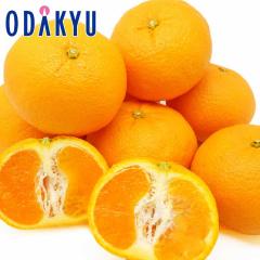 �݂��� �������� �R�����Y ��߂ق��� 2.5kg 10�ʁ`16�� �b7-12�����x�ł̂��͂�������E�����ւ͓͕s��(��)