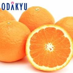 �݂��� �������� ���������� ���Q���Y �ق������I�����W 3kg 12�ʁ`18�� �b7-12�����x�ł̂��͂�������E�����ւ͓͕s��(��)