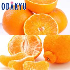 �݂��� �������� �ɂ��イ�܂� & �f�R�|�� ��3kg �b7-12�����x�ł̂��͂�������E�����ւ͓͕s��(��)