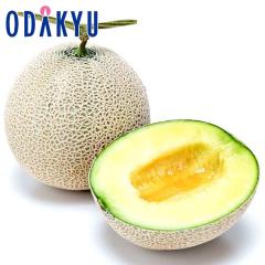 ������ �������� ���������� �F�{���Y �A�[���X������ 1�� ��1.2kg |7-12�����x�ł̂��͂�������E�����ւ͓͕s��(��)