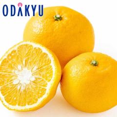 �~�J�� �������� �x�[�V�b�N�V�g���X �É� �G�`�D 2L ��2.5kg |7-12�����x�ł̂��͂�������E�����ւ͓͕s��(��)