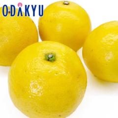 �~�J�� �������� ������ �j���[�T�}�[�I�����W ��2.5kg |7-12�����x�ł̂��͂�������E�����ւ͓͕s��(��)