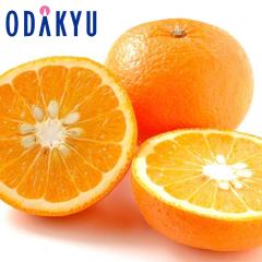 �~�J�� �������� �V�É�! �T���t���[�c ��2.5kg |7-12�����x�ł̂��͂�������E�����ւ͓͕s��(��)