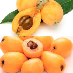�r�� ��������  ���������� ���ʌ��� ����т� & �[�B�т�Z�b�g ��0.9kg |7-12�����x�ł̂��͂�������E�����ւ͓͕s��(��)