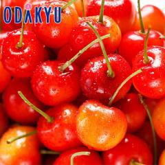 �������� �R�`���Y ���� �������� 1kg�Z�b�g �b7-12�����x�ł̂��͂�������E�����ւ͓͕s��(��)
